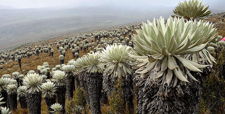 nature of Colombia
