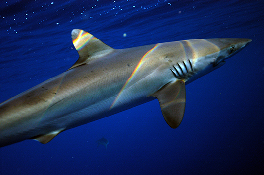 Sharks
