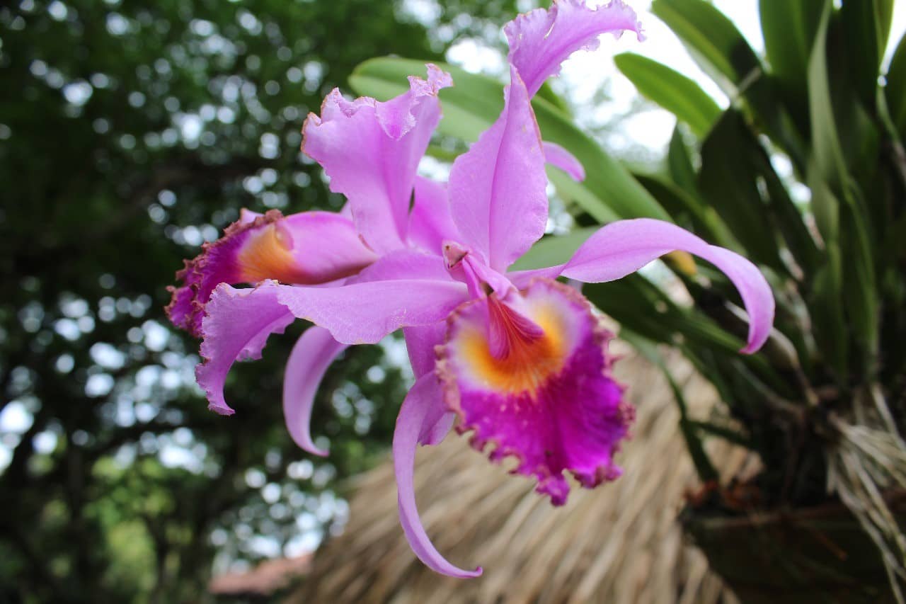An orchid. 