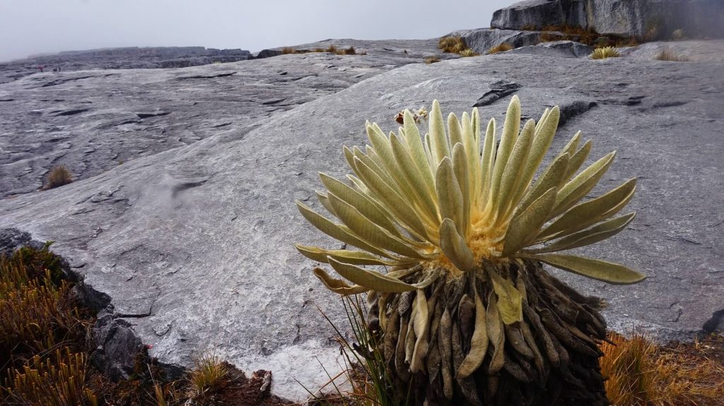 Cocuy, National Natural Park