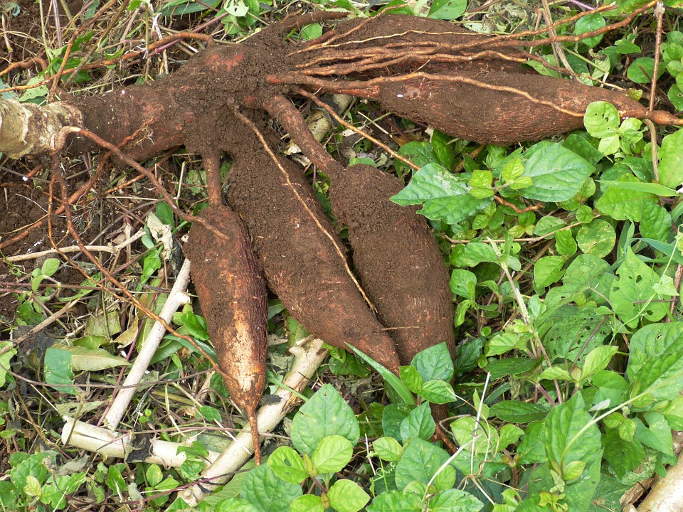 Yuca, 