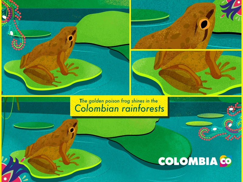 Colombia’s biodiversity, second in amphibious species on earth | Colombia Country Brand 
