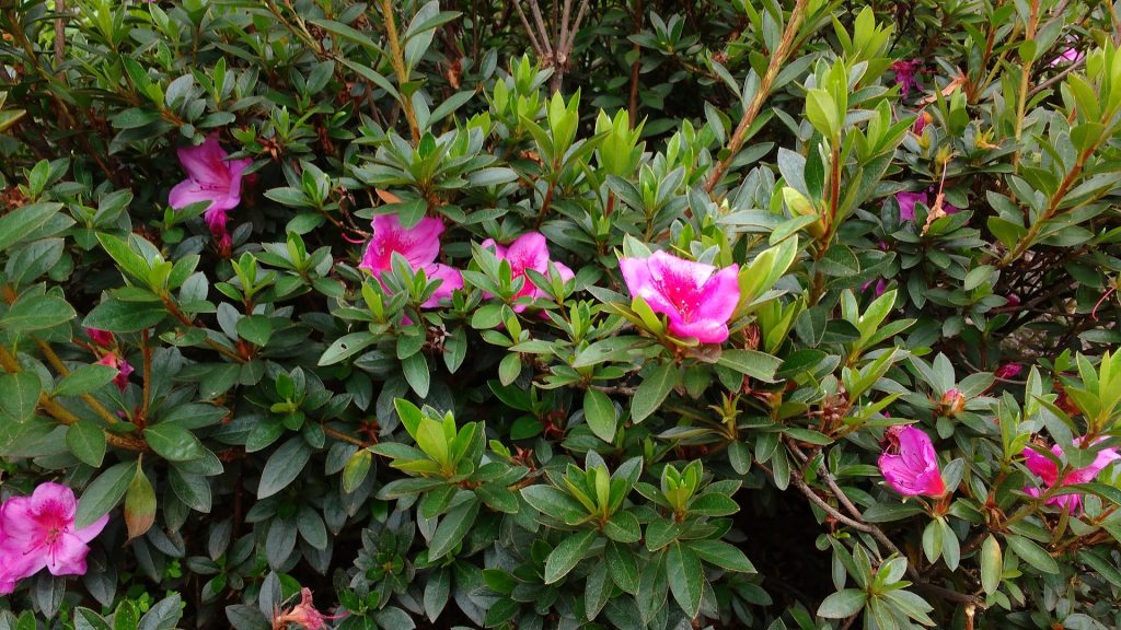 Some of the things to do in Bogotá is discover the Botanical Garden | Colombia Country Brand
