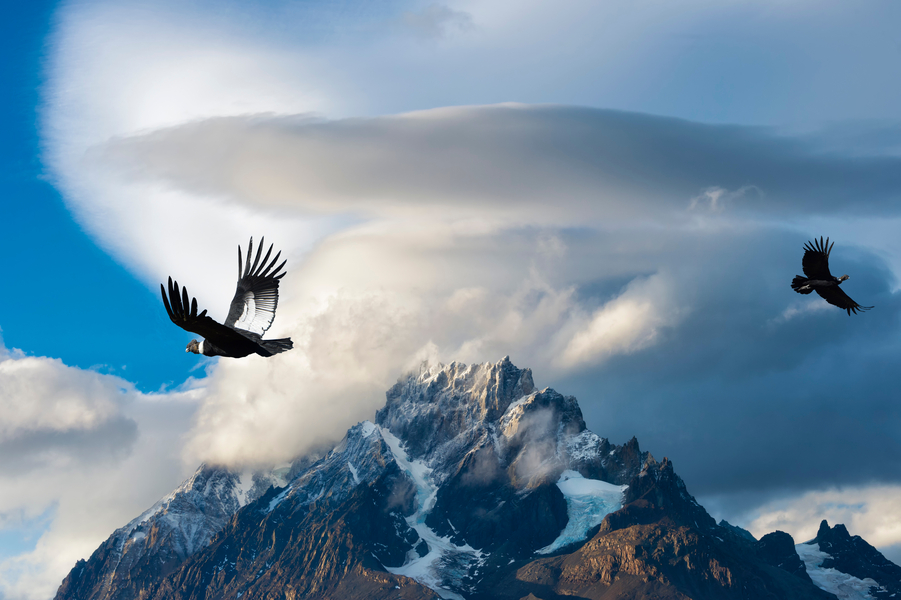 Andean region condors flying over the mountains
