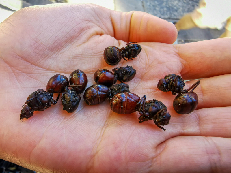 Culona ants on a hand