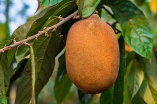 herbes aromatiques, avocat, banane, café, papaye, mangue, Manioc