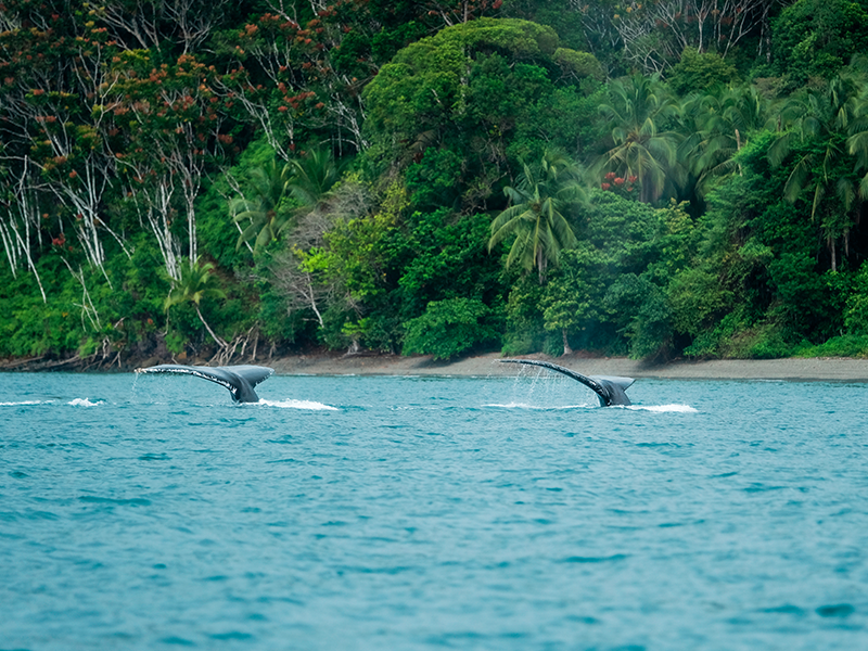 À l'Océan Pacifique on se sent come chez soi | Marque Pays Colombie