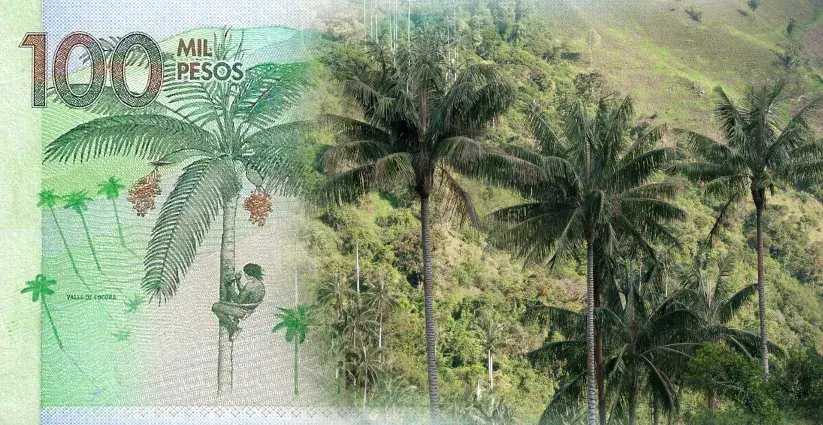 Primer plano de la palma de cera y su recolector. Al costado izquierdo, se muestra una parte de la recreación del Valle del Cocora.