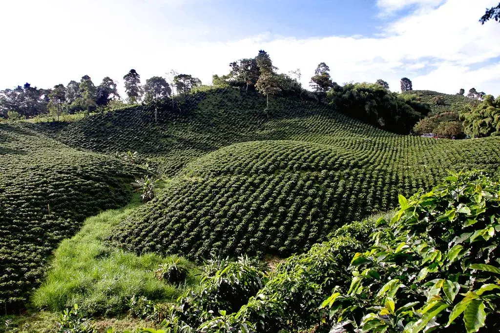 Cafetales en Colombia