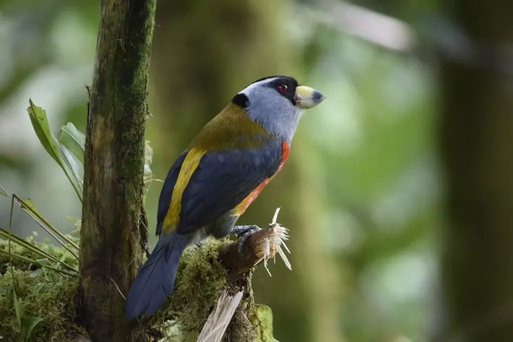 Capitonidae