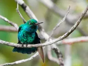 Esmeralda del Chiribiquete. Foto tomada en Caño Negro, Caquetá, por Peter Hobbs. Foto cortesía del portal ebird.org.