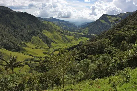 Cocora Valley, Valle del Cocora