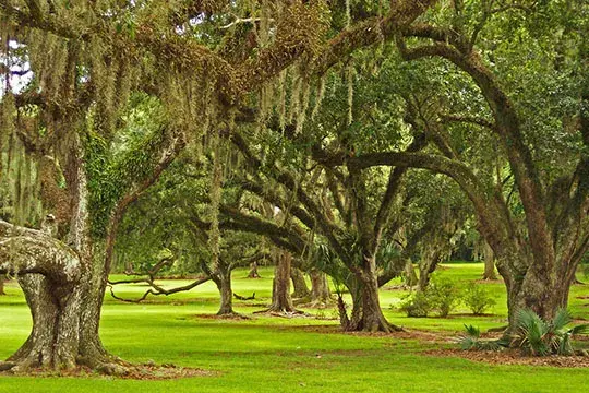 colombian trees