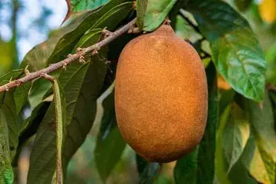 frutas exóticas, plazas de mercado del Amazonas, copoazú