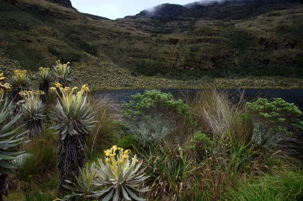 Laguna Iguaque