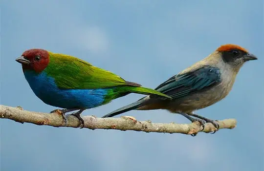Tangara gyrola