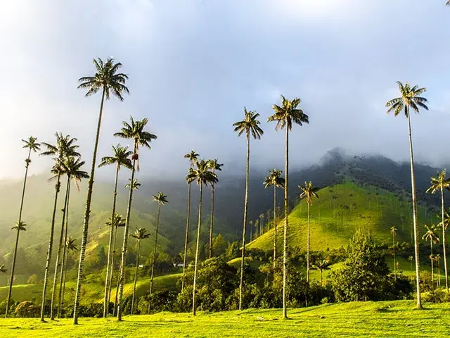 Valle del Cocora localizado en la cordillera central colombiana en el departamento de Quindío.
