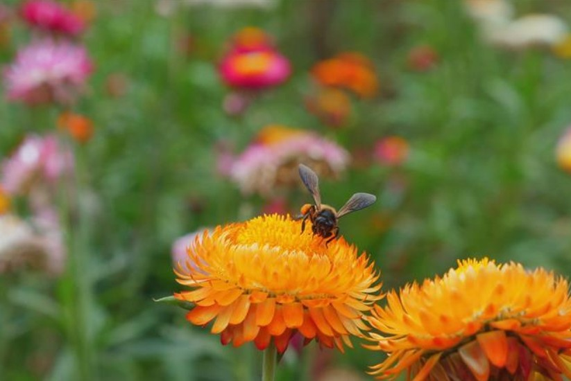 Abeja en medio de la naturaleza