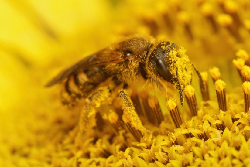 Abeja en proceso de polinización