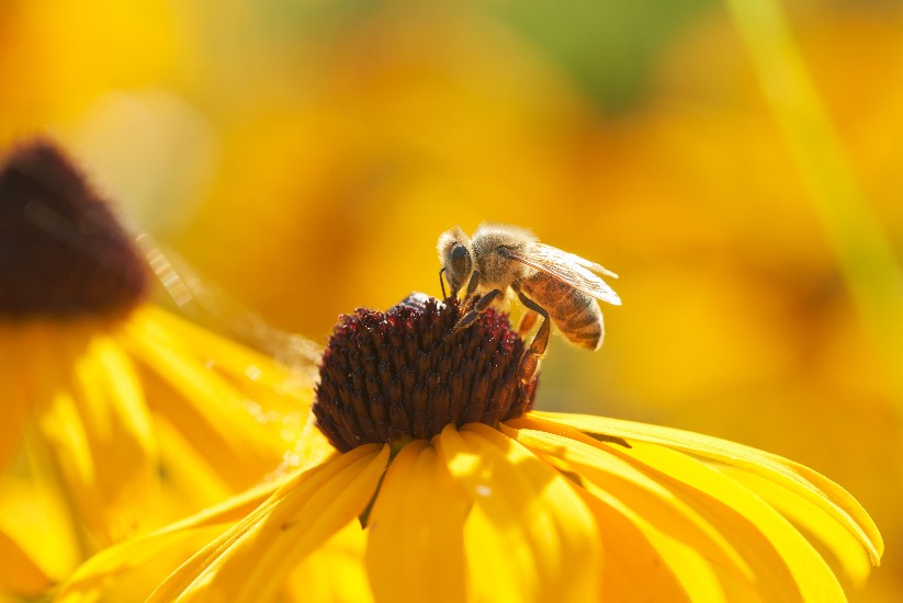 Abeja recolectando néctar de una flor amarilla.