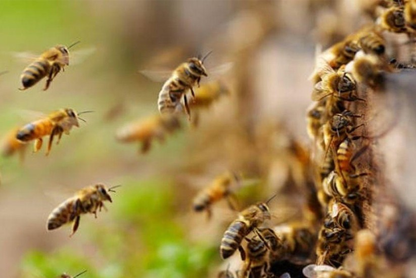 Abejas volando