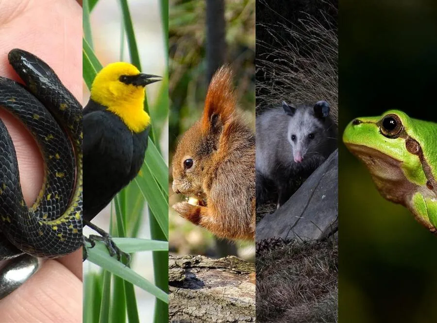 Anfibios en Colombia