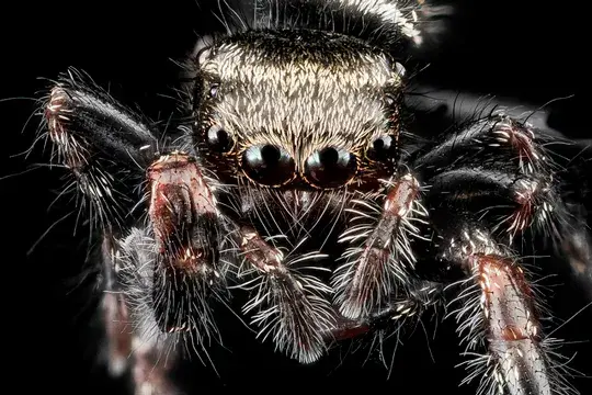 Spider