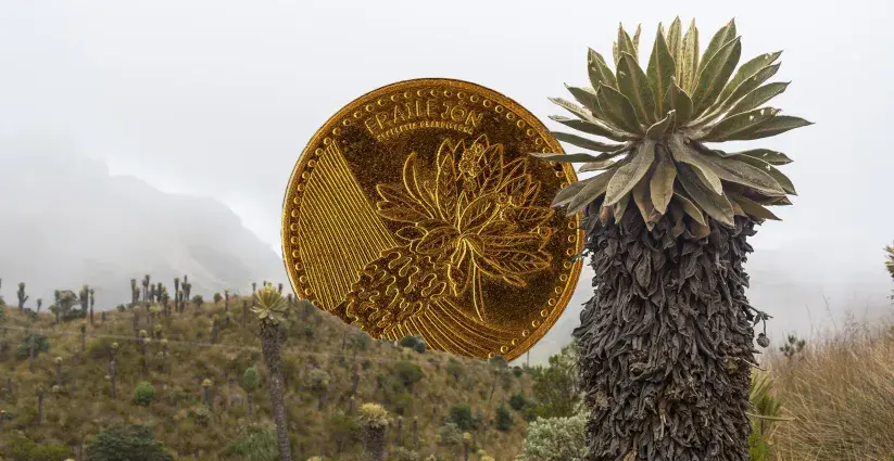Paisaje de páramo. Frailejones y otras especies nativas conviven junto a un páj personally nativo.