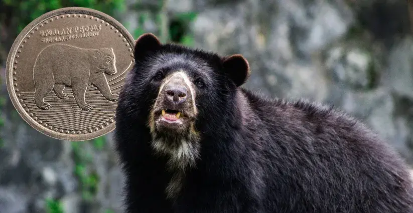 Oso de anteojos (Remarctos ornatus).