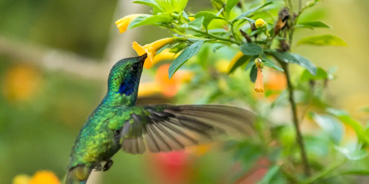 Colibrí ave