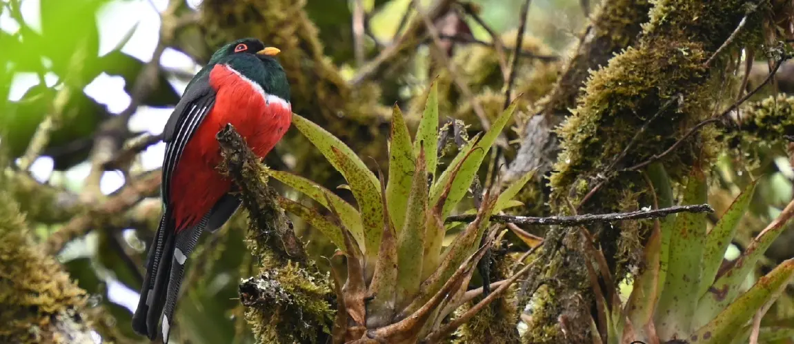 Different bird species in Colombia