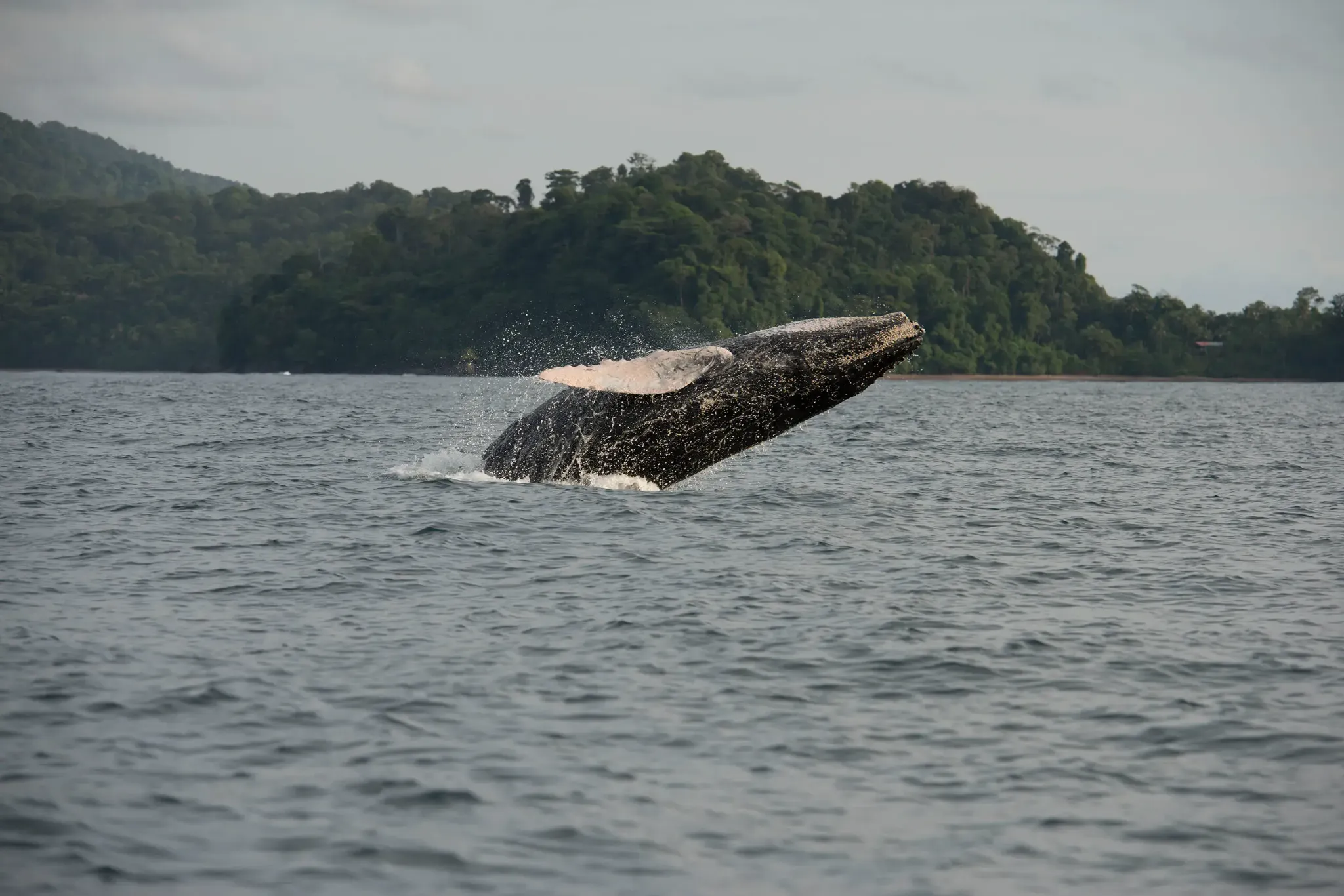 Avistamiento de ballena jorobada en Chocó