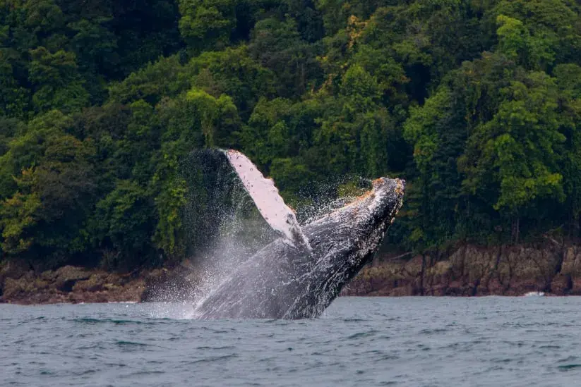 Ballena jorobada saltando fuera del agua cerca de la costa.