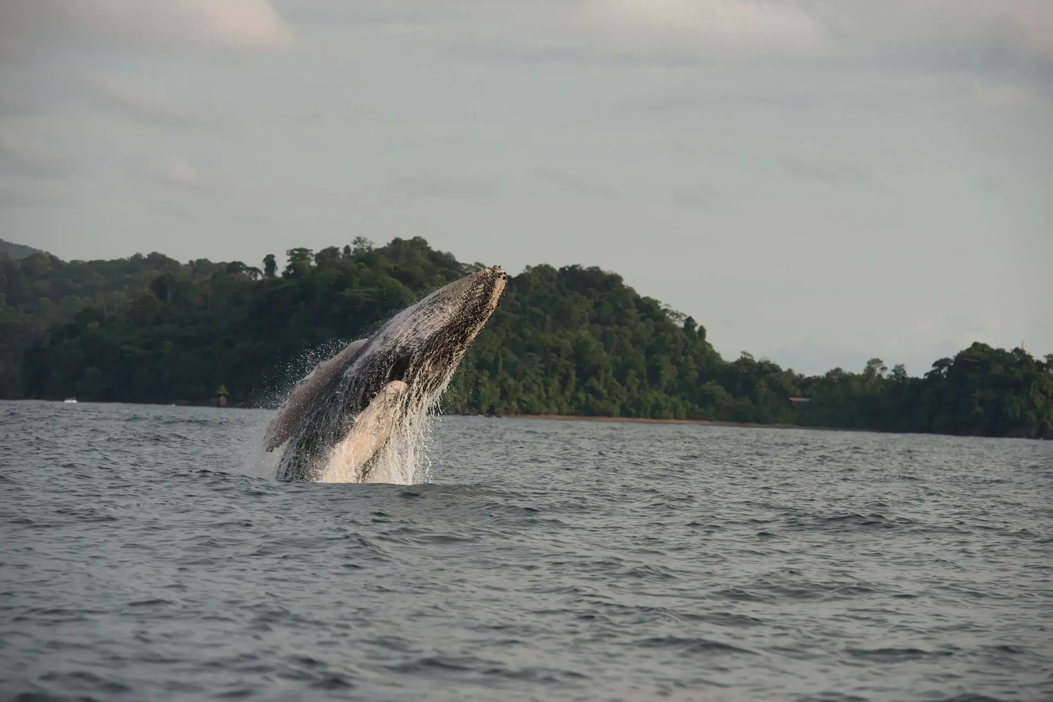 Ballena jorobada saltando en el Pacífico colombiano