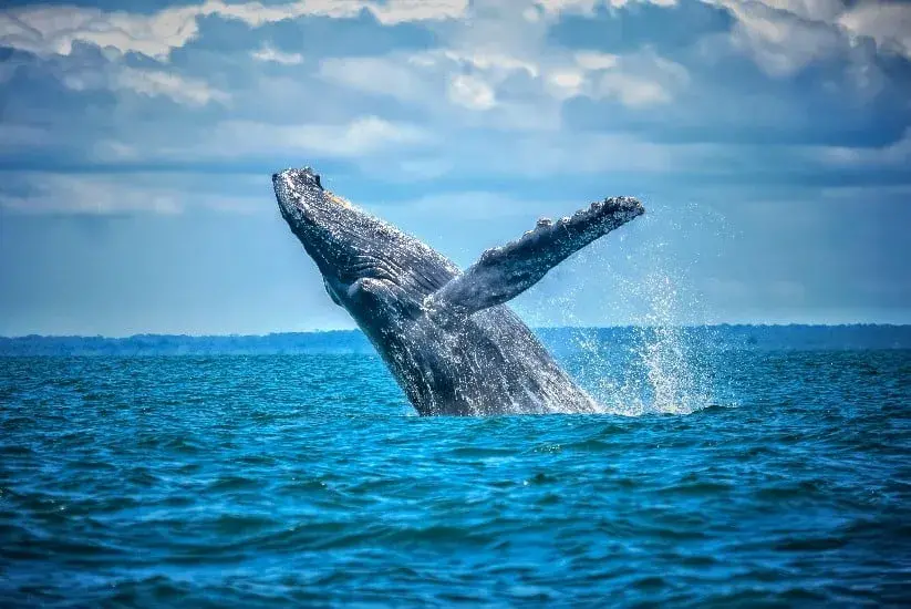 Avistamiento de ballenas jorobadas