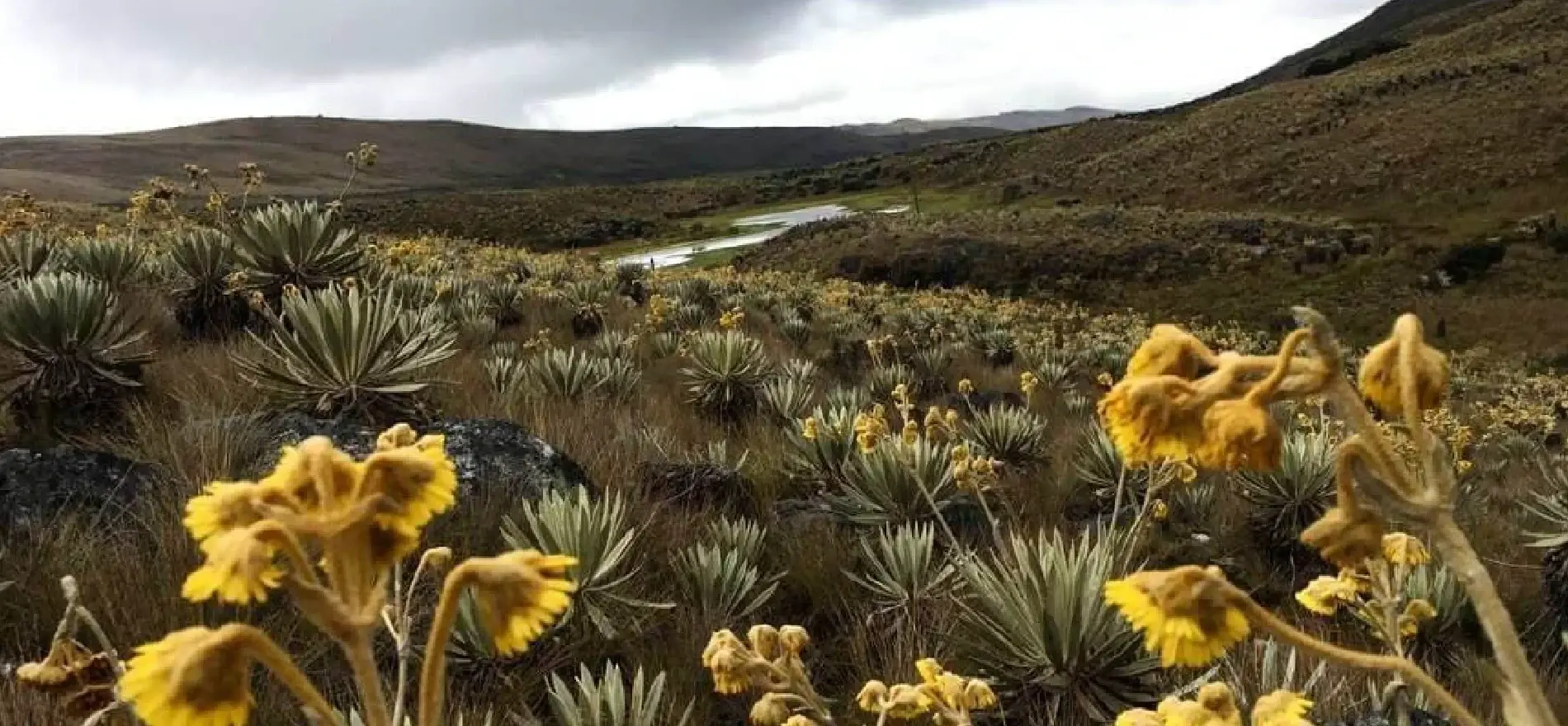 Paisaje de páramo en Colombia con frailejones y flores amarillas bajo un cielo nublado