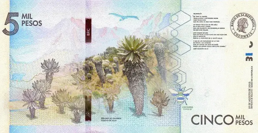 Paisaje de paramo con frailejones en billete de cinco mil pesos colombianos