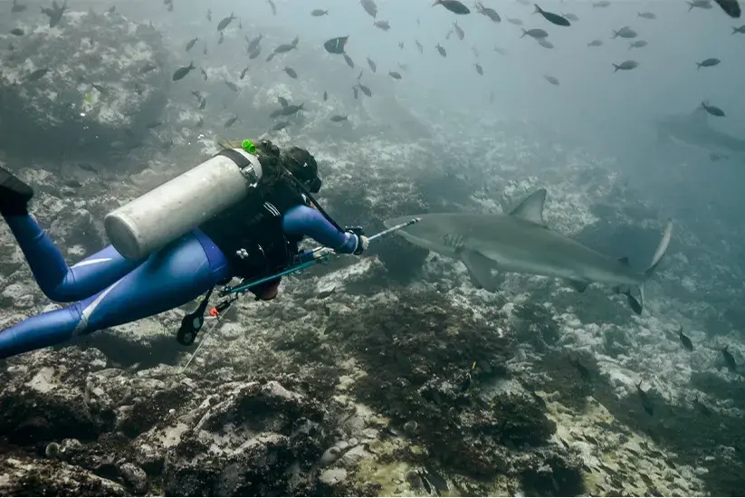 Diver tagging a blacktip shark underwater in the Colombian Pacific Ocean