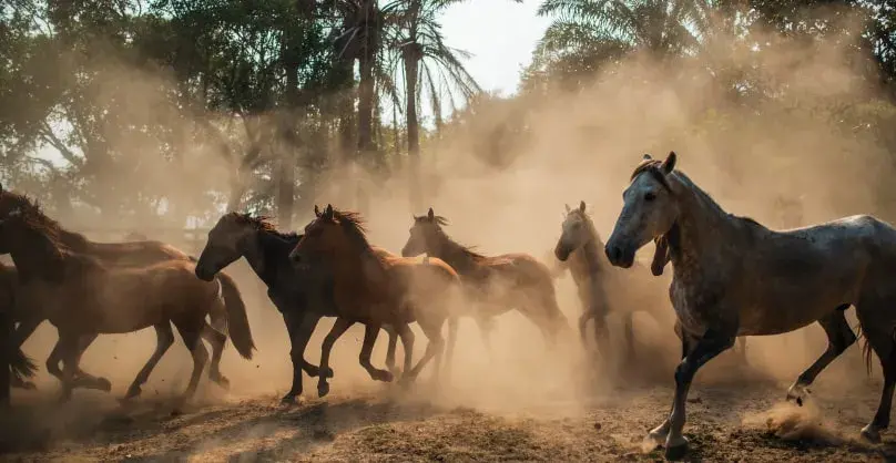 Herd of horses running through Casanare