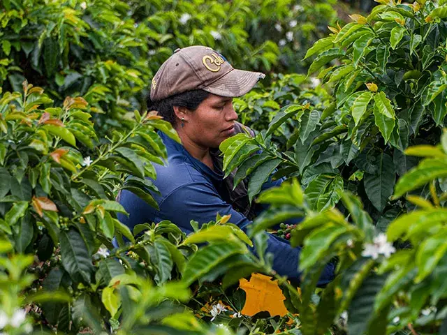 Farmer wearing a cap picking coffee beans in the field.
