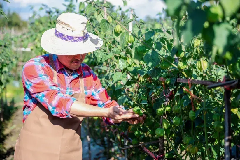 Campesino revisando plantas en un cultivo agrícola