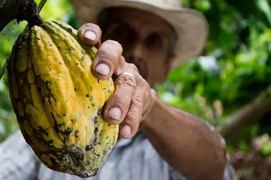 Fogón Colombia, Manifiesto Fogón Colombia, gastronomía colombiana, platos colombianos, chefs colombianos