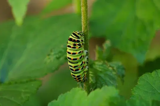 Colorful green caterpillar with black stripes and red dots on a stem