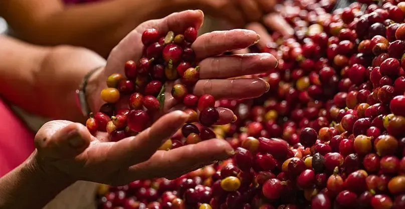 Hands holding ripe coffee cherries