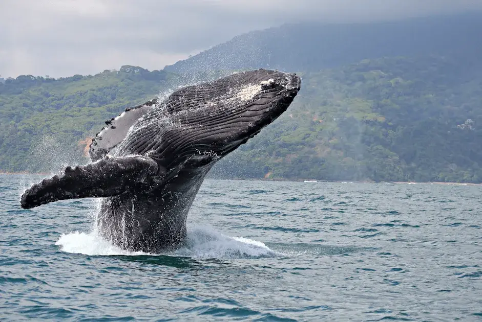 Ballena jorobada saltando en el Pacífico colombiano. ¡Qué espectáculo tan impresionante!