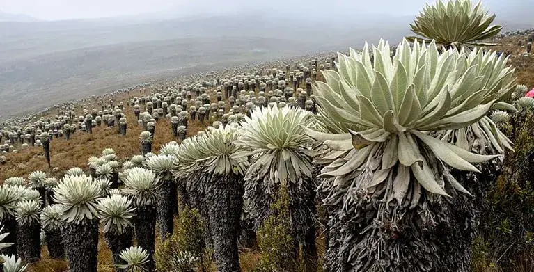 nature of Colombia