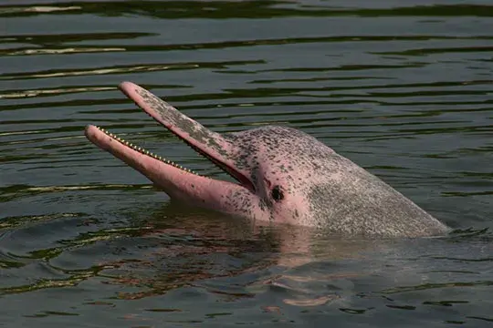 colombian animals,, Pink Dolphin, Flora and fauna, amazonas, orinoquía, animals of Colombia