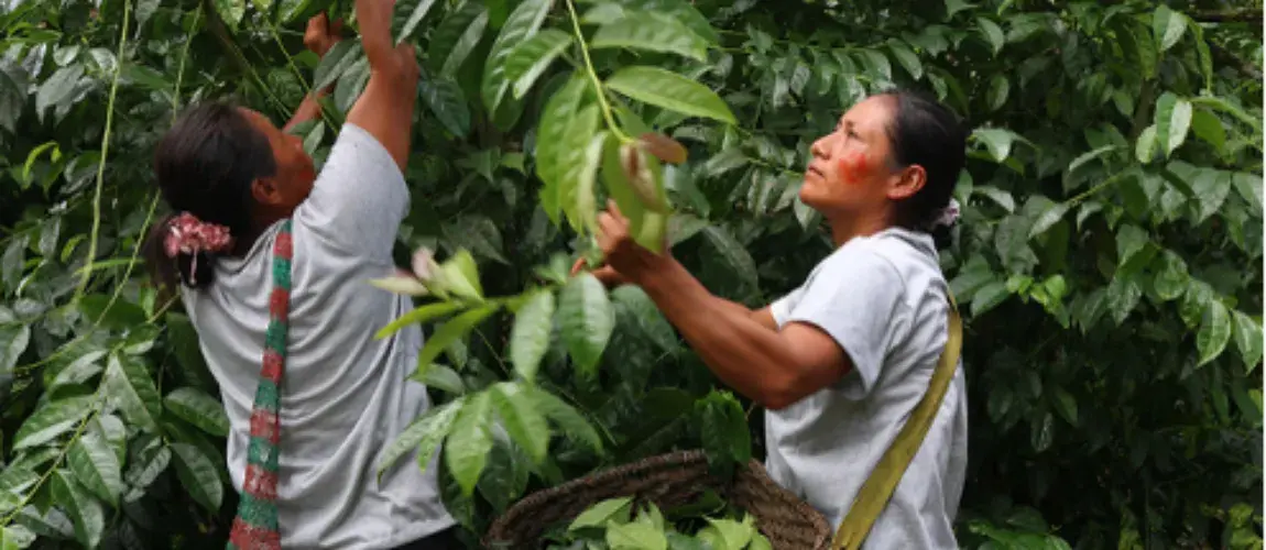 Comunidades afrodescendientes de Colombia y biodiversidad de plantas