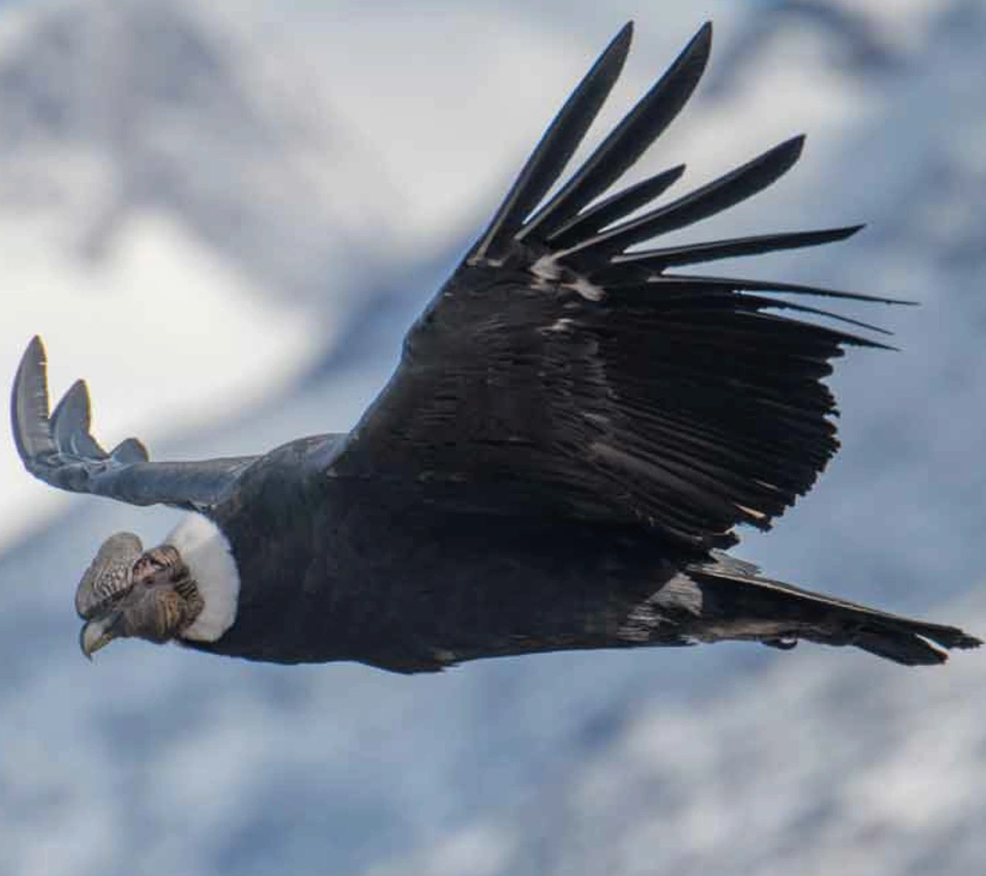 Condor de los Andes