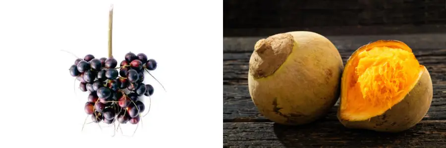 Corozo y Zapote